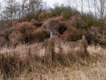 Plants on field in forest