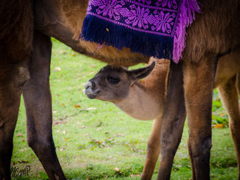 Close-up of horse