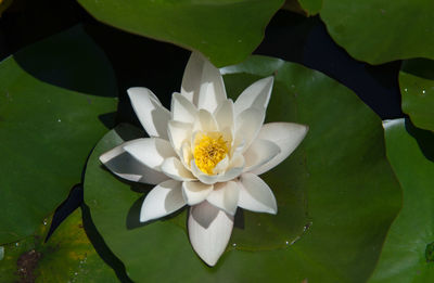 Close-up of lotus water lily in pond