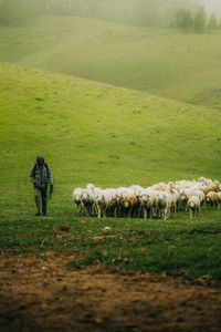 Sheep grazing on field