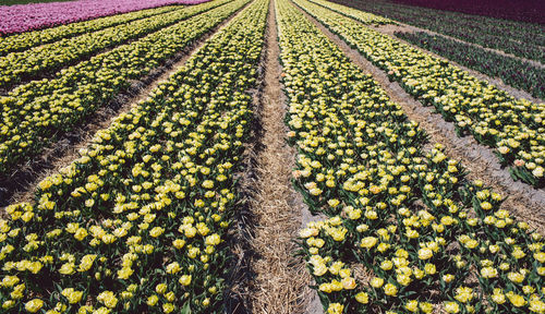 Scenic view of flowering field