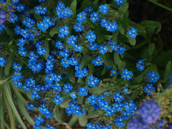 Close-up of purple flowering plant