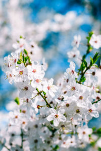 Close-up of white cherry blossom