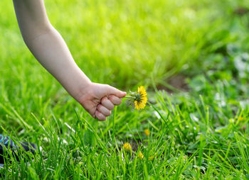 Cropped hand of woman holding plant