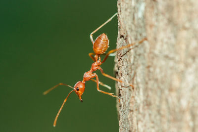 Close-up of ant on tree trunk