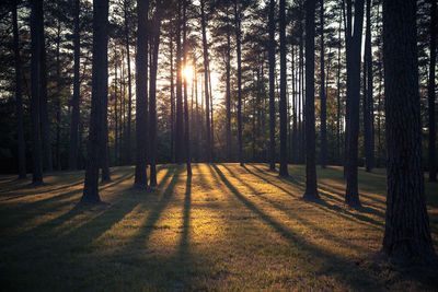 Shadow of trees on grassy field during sunny day