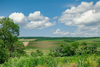 Scenic view of agricultural field against sky