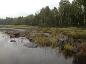 Scenic view of lake in forest against sky