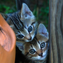 Portrait of cat with kitten