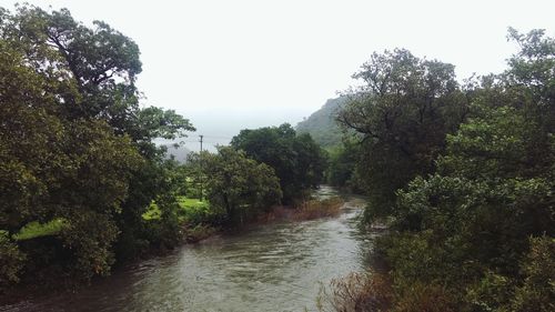 Scenic view of river amidst trees against sky