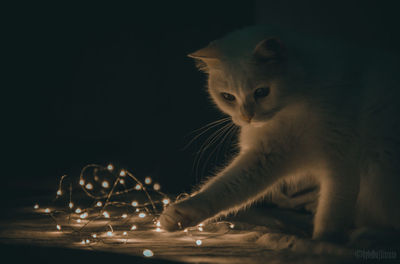 Close-up of cat playing with illuminated string lights on floor in darkroom