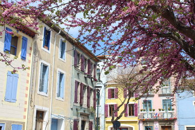 Low angle view of pink flowering tree by building in city