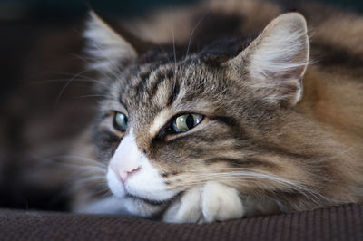 Close-up portrait of a cat