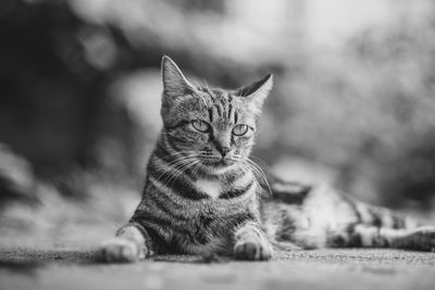 Close-up portrait of tabby resting outdoors