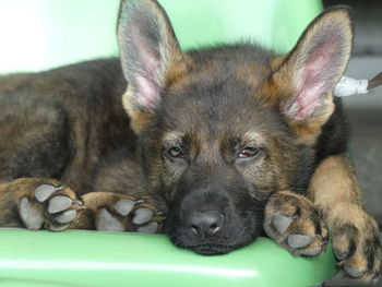 Close-up portrait of dog lying down