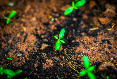 Close-up high angle view of young plant