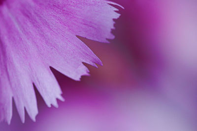 Close-up of pink rose flower