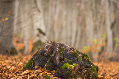 Close-up of tree trunk in forest