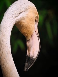 Close-up of a pastel colour flamingo