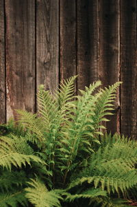 Close-up of fern in forest