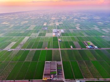 Aerial view of green paddy field