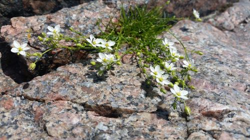 Close-up of white flowers