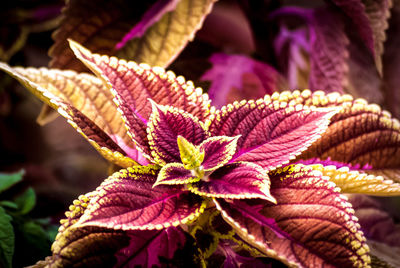Close-up of flowers against blurred background