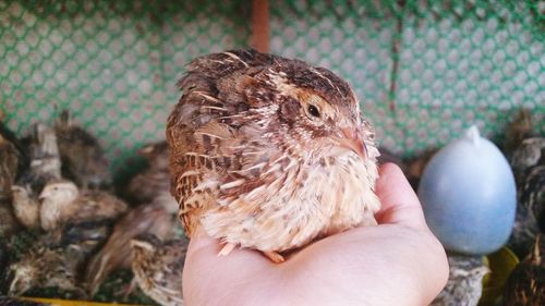 Close-up of hand holding bird