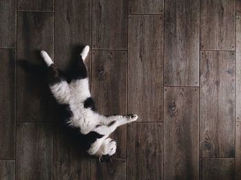 High angle view of cat on hardwood floor