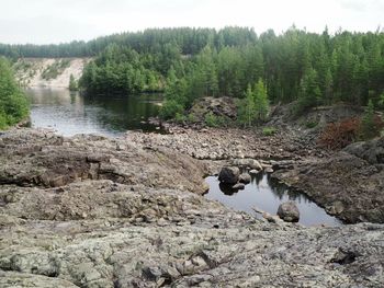 Scenic view of river flowing in forest