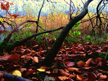 Trees in forest