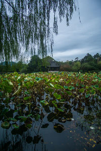 Lotus leaves floating on water against sky