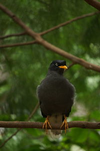 Close-up of bird perching on branch