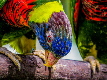 Close-up of parrot