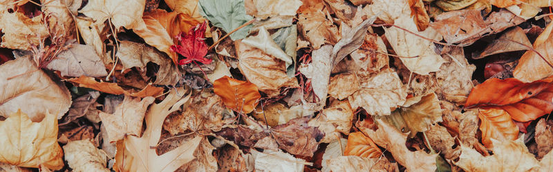 Beautiful natural background with old aged red yellow autumn fall leaves on stones rocks. 