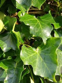 Full frame shot of leaves