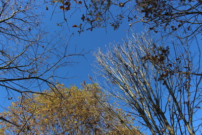 Low angle view of flowering tree against blue sky