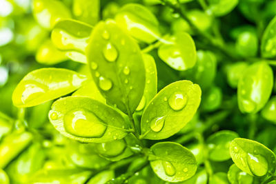 Close-up of raindrops on leaves