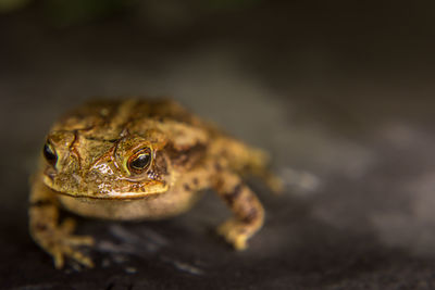 Close-up of frog