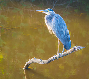 High angle view of gray heron perching on a lake
