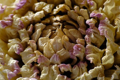 Full frame shot of pink roses