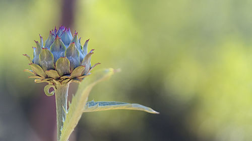 Close-up of purple flowering plant