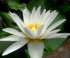 Close-up of wet white flower blooming outdoors