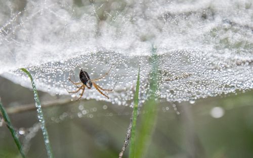 Close-up of spider on web