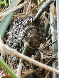 Close-up of birds in nest