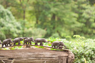 Pigeons on wood against trees