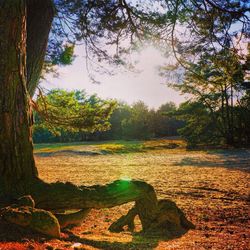 Trees in forest