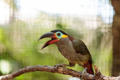 Close-up of toucan perching on branch in cage