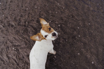 High angle view of dog standing on field