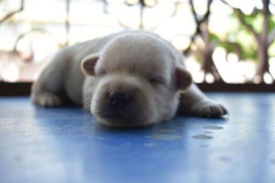 Close-up portrait of dog resting